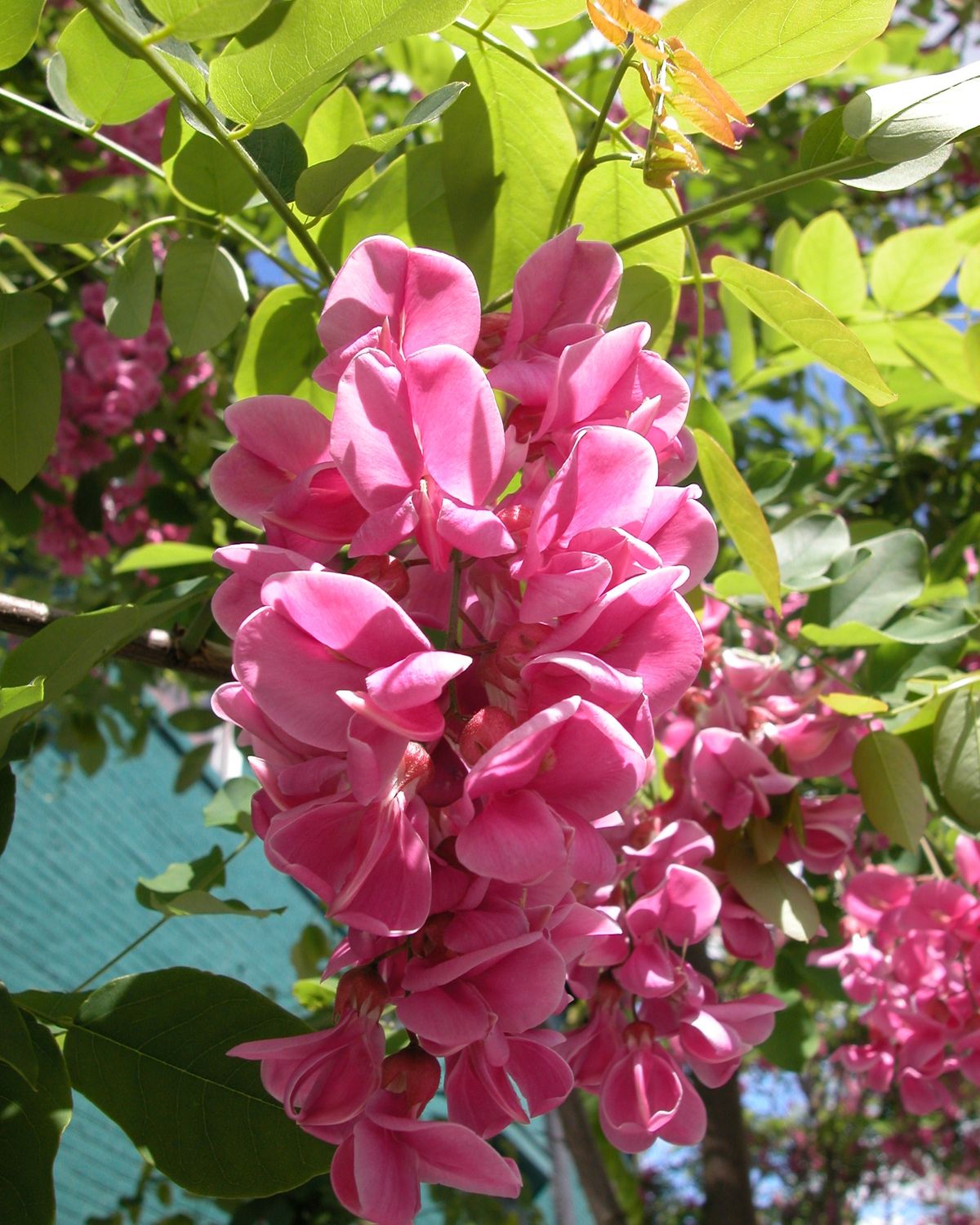Robinia pseudoacacia 'Purple Robe'