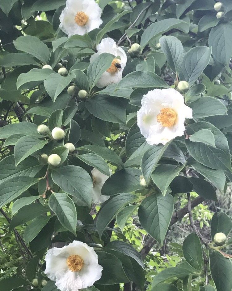 Stewartia pseudocamelia petit arbre