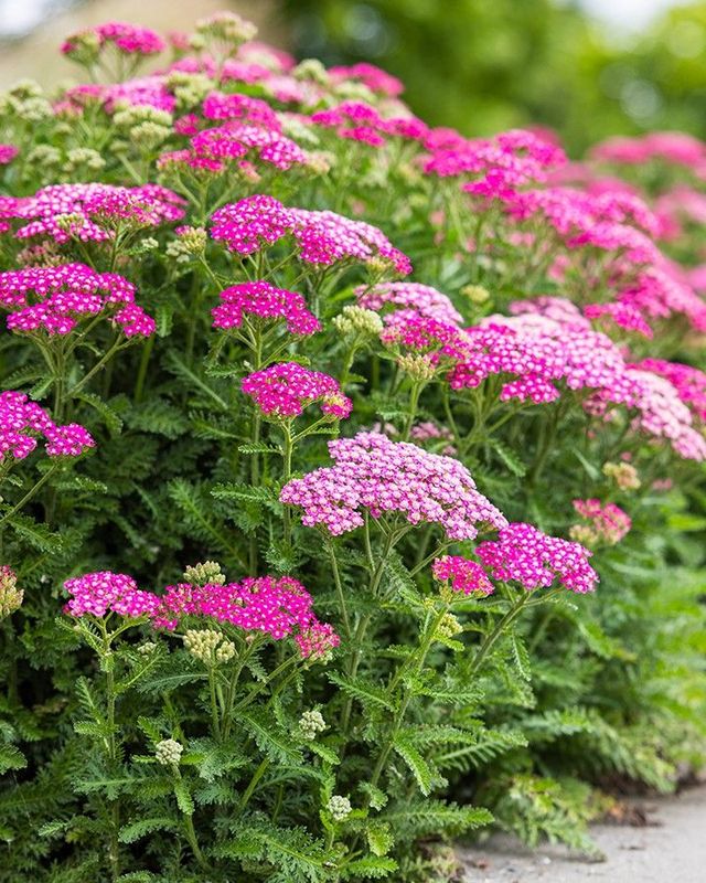 Achillea millefolium 'Milly Rock Rose' BE