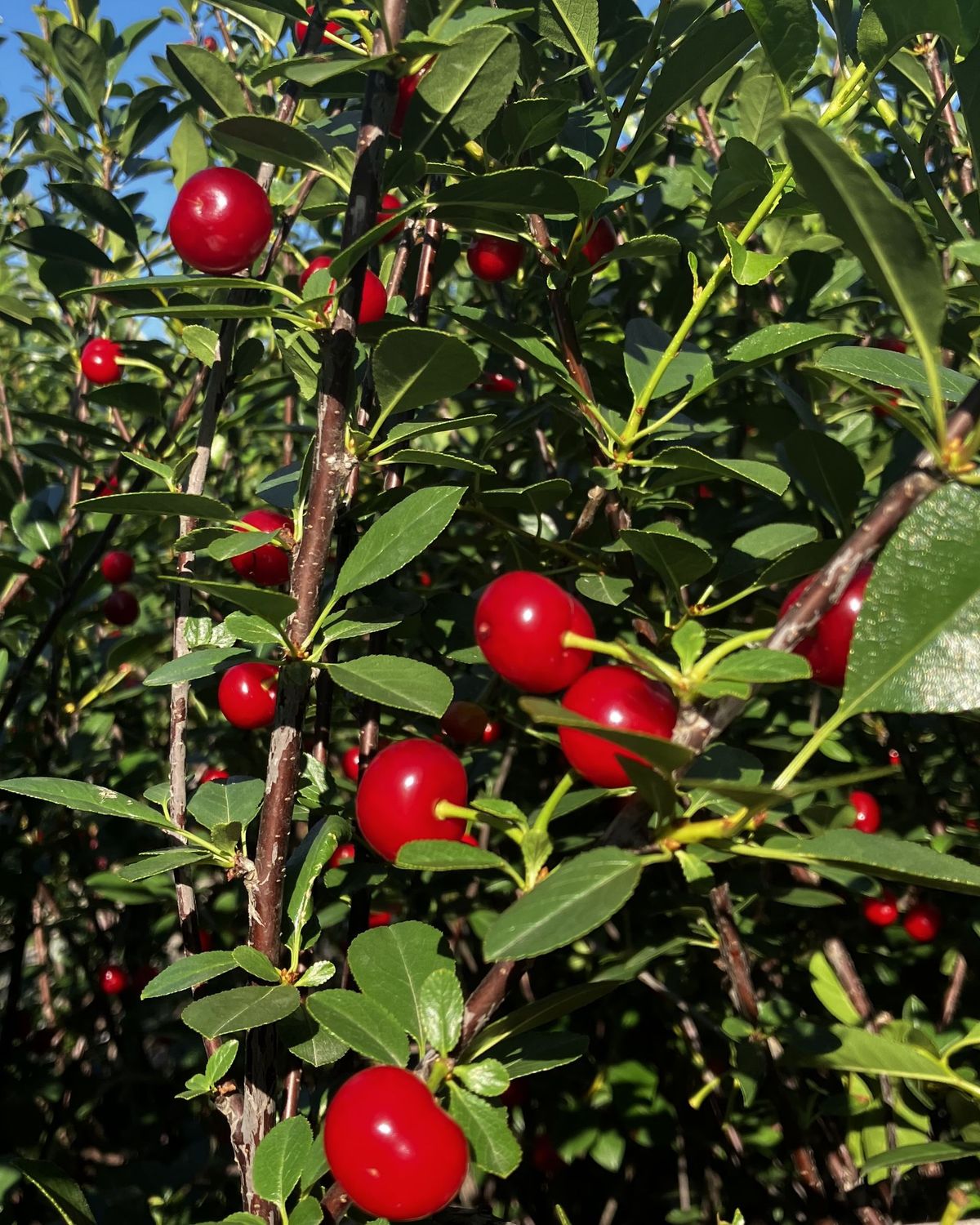 Prunus cerasus 'Carmin Jewel'