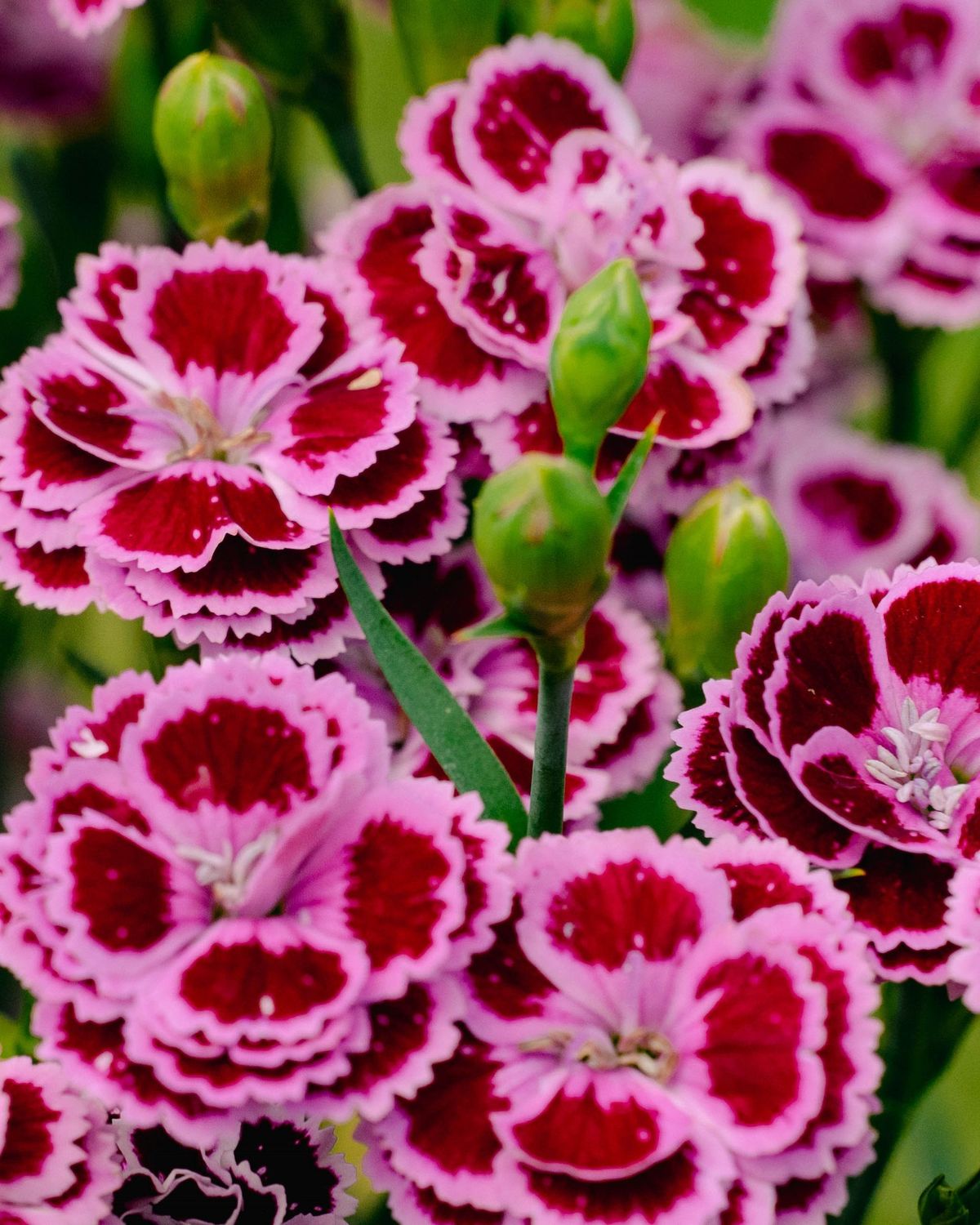 Dianthus pulmarius 'Delilah Bicolor Purple' BE