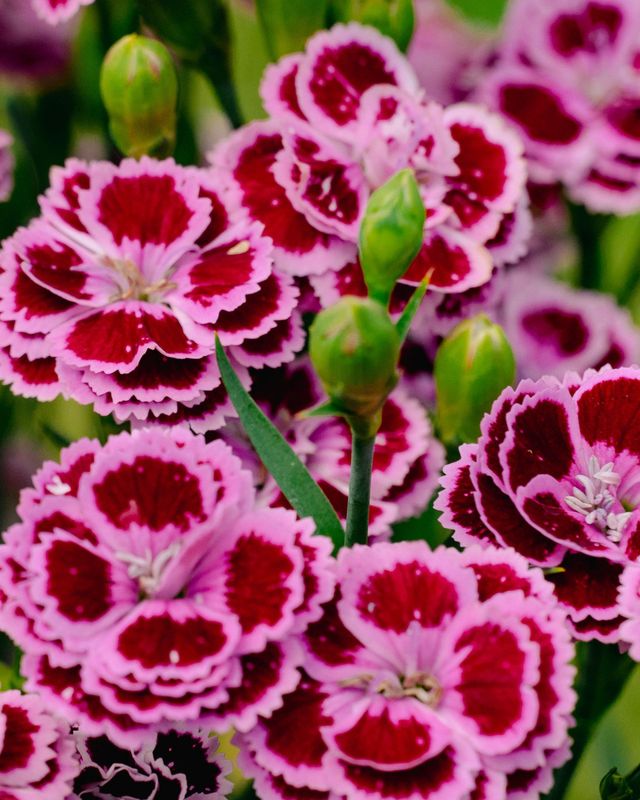 Dianthus pulmarius 'Delilah Bicolor Purple' BE