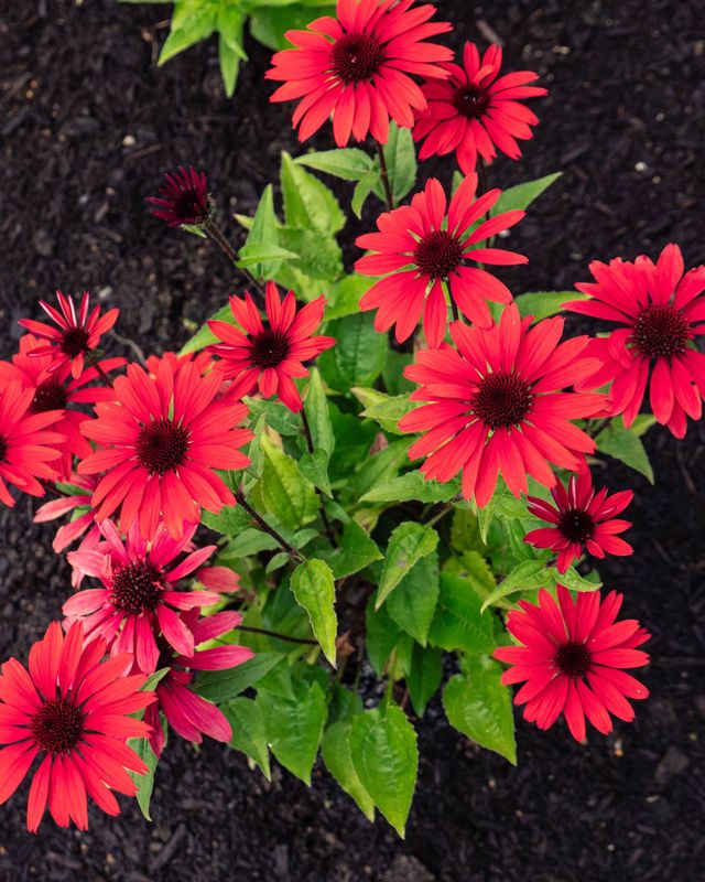 Echinacea x 'Panama Red' BE