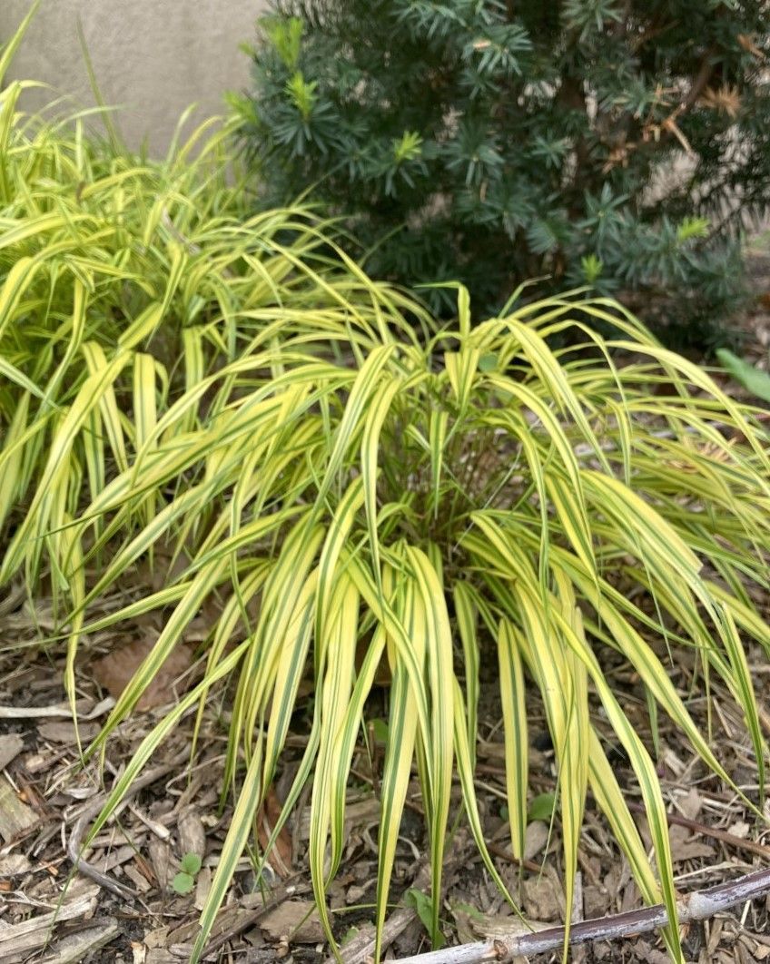 Hakonechloa macra 'Aureola'