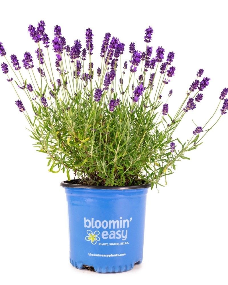 Lavande angustifolia 'SuperBlue' BE