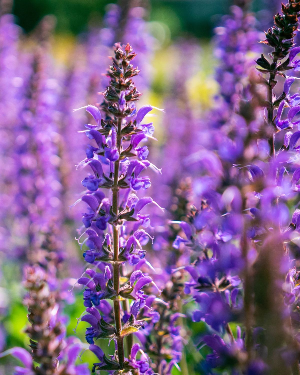 Salvia nemerosa 'Blue by You' BE