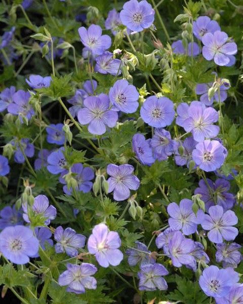 Geranium 'Rozanne'
