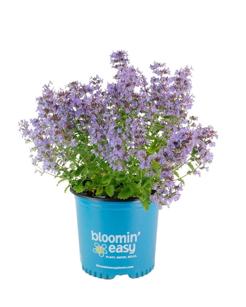 Nepata siberica 'Sylvester Blue' BE