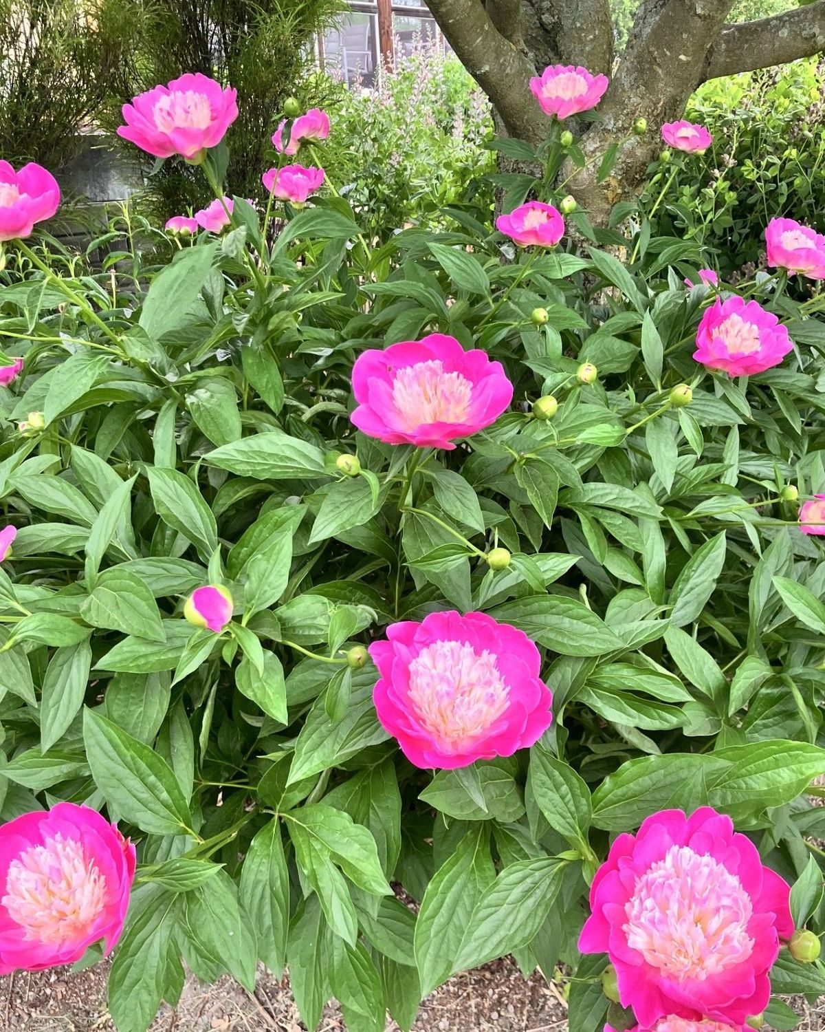 Paeonia 'Bowl Of Beauty'