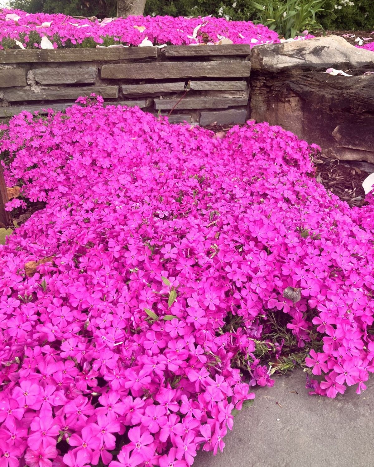 Phlox subulata 'Red Wing'