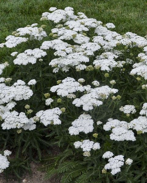 Achillea millefolium 'Firefly Diamond' PW