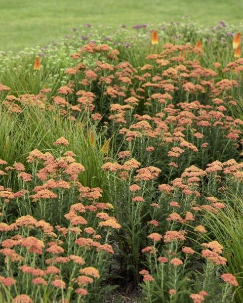 Achillea millefolium 'Firefly Peach Sky' PW