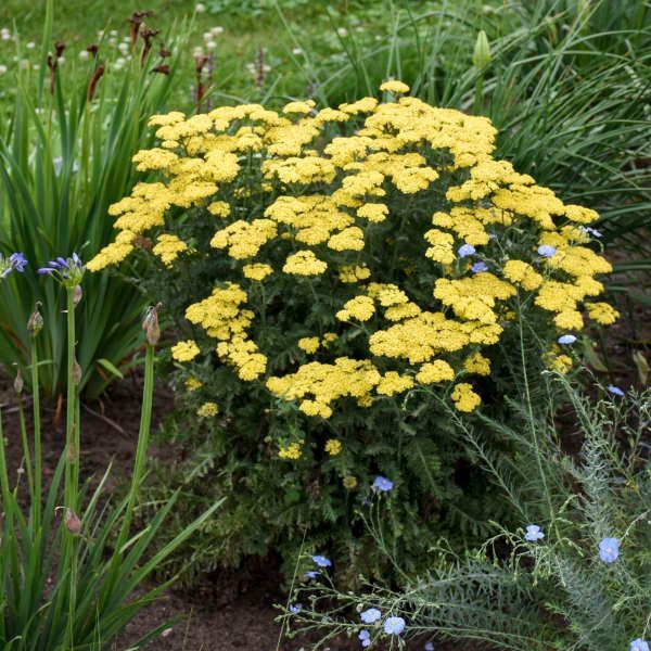 Achillea millefolium 'Firefly Sunshine' PW