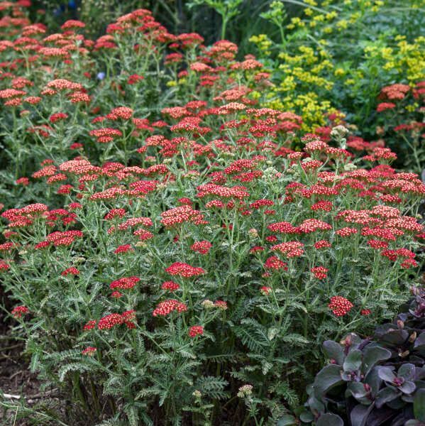 Achillea 'Sassy Summer Sangria'