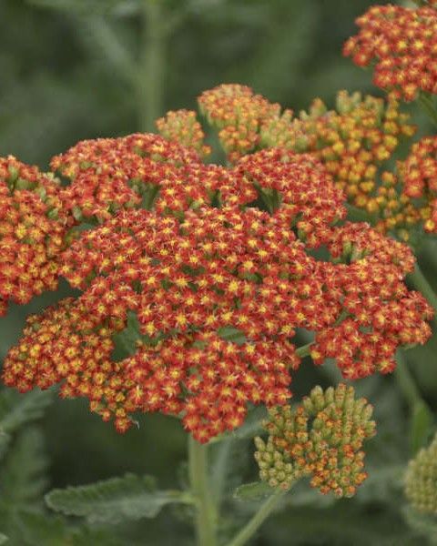 Achillea 'Sassy Summer Sunset'