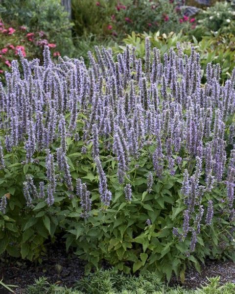 Agastache 'Blue Fortune'