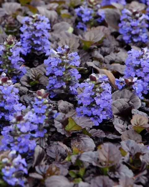 Ajuga reptans 'Black Scallop'