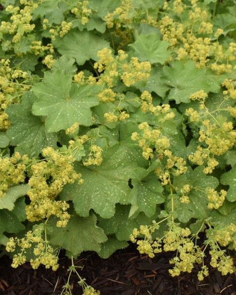 Alchemilla mollis