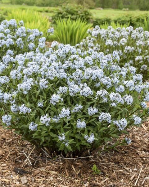 Amsonia 'Storm Cloud' PW