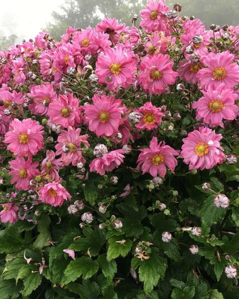 Anemone Fall in Love 'Sweetly' PW