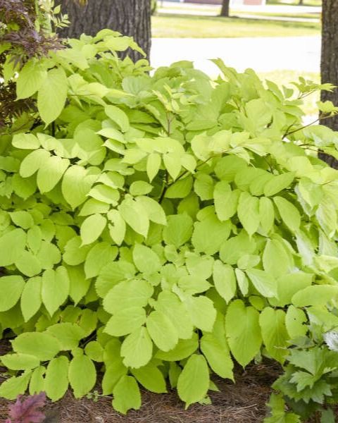 Aralia cordata 'Sun King'