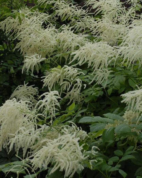 Aruncus dioicus
