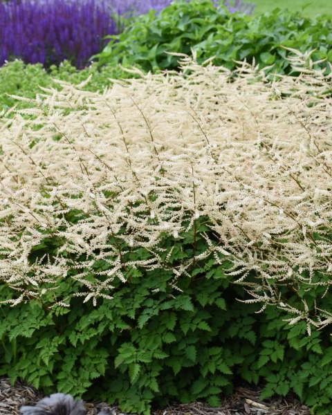 Aruncus dioicus 'Chantilly Lace' PW