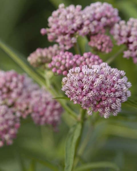 Asclepias 'Cinderella'