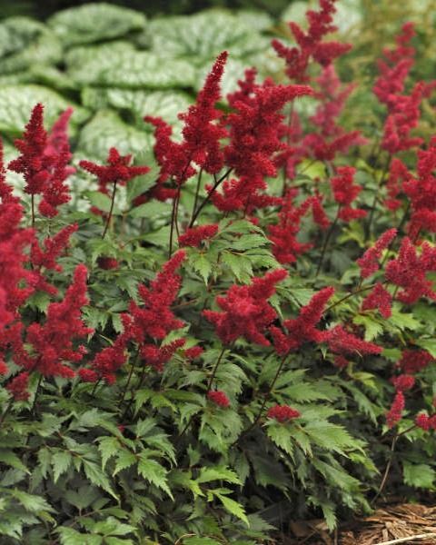 Astilbe arendsii 'Fanal'