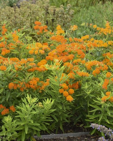 Asclepias tuberosa