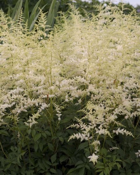 Astilbe arendsii 'Bridal Veil'