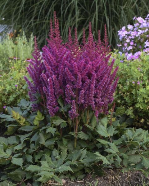 Astilbe chinensis 'Vision'