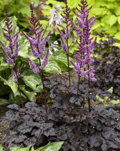 Astilbe 'Dark Side of the Moon'