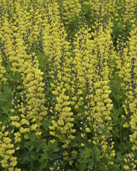 Baptisia Decadance 'Lemon Meringue' PW