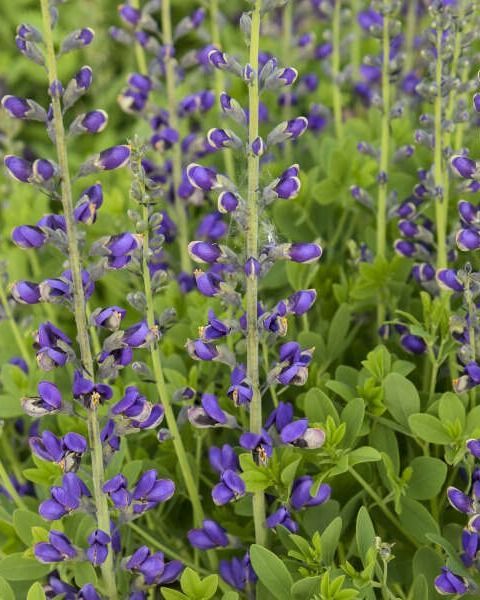 Baptisia Decadance 'Deluxe Periwinkle Popsicle' PW