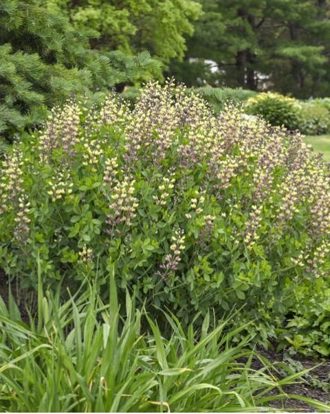 Baptisia Decadance 'Deluxe Pink Lemonade' PW