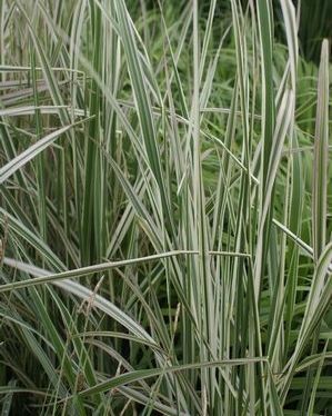 Calamagrostis acutiflora 'Overdam'