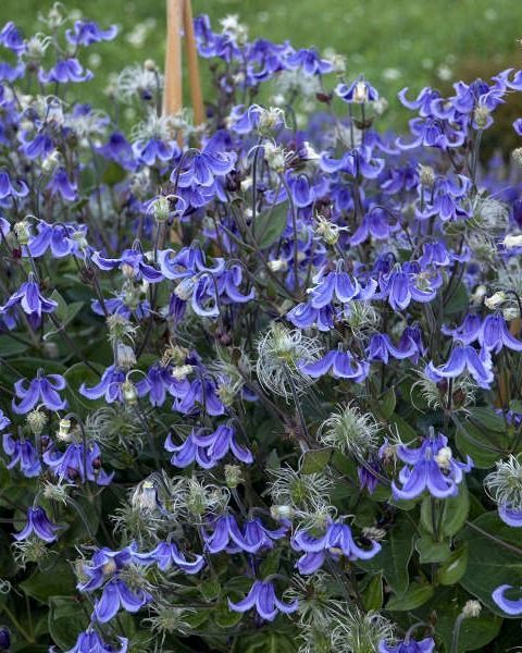 Clematis 'Stand by Me' PW