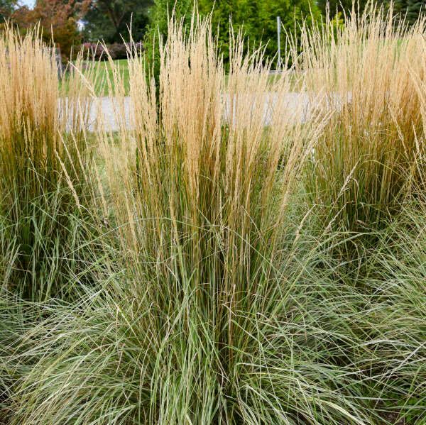 Calamagrostis acutifolia 'Hello Spring!'