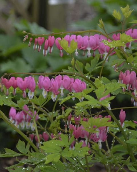 Dicentra spectabilis