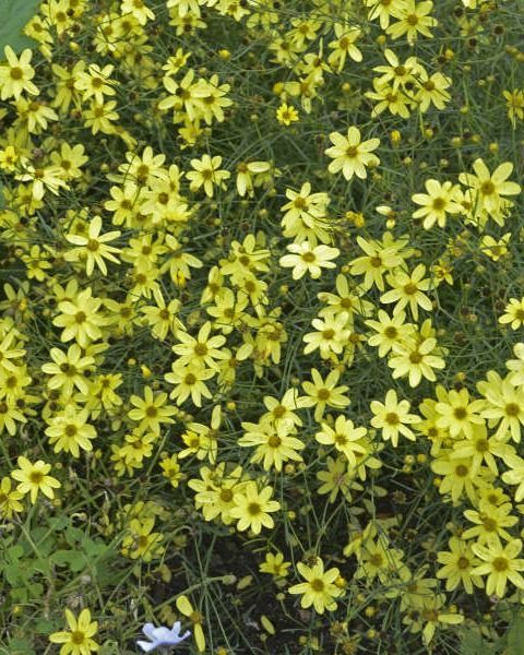Coreopsis verticilata 'Moonbean'