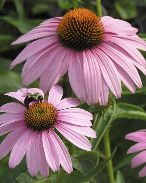 Echinacea 'Magnus'