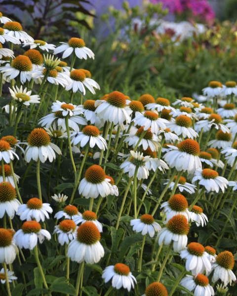 Echinacea 'Pow Wow White'