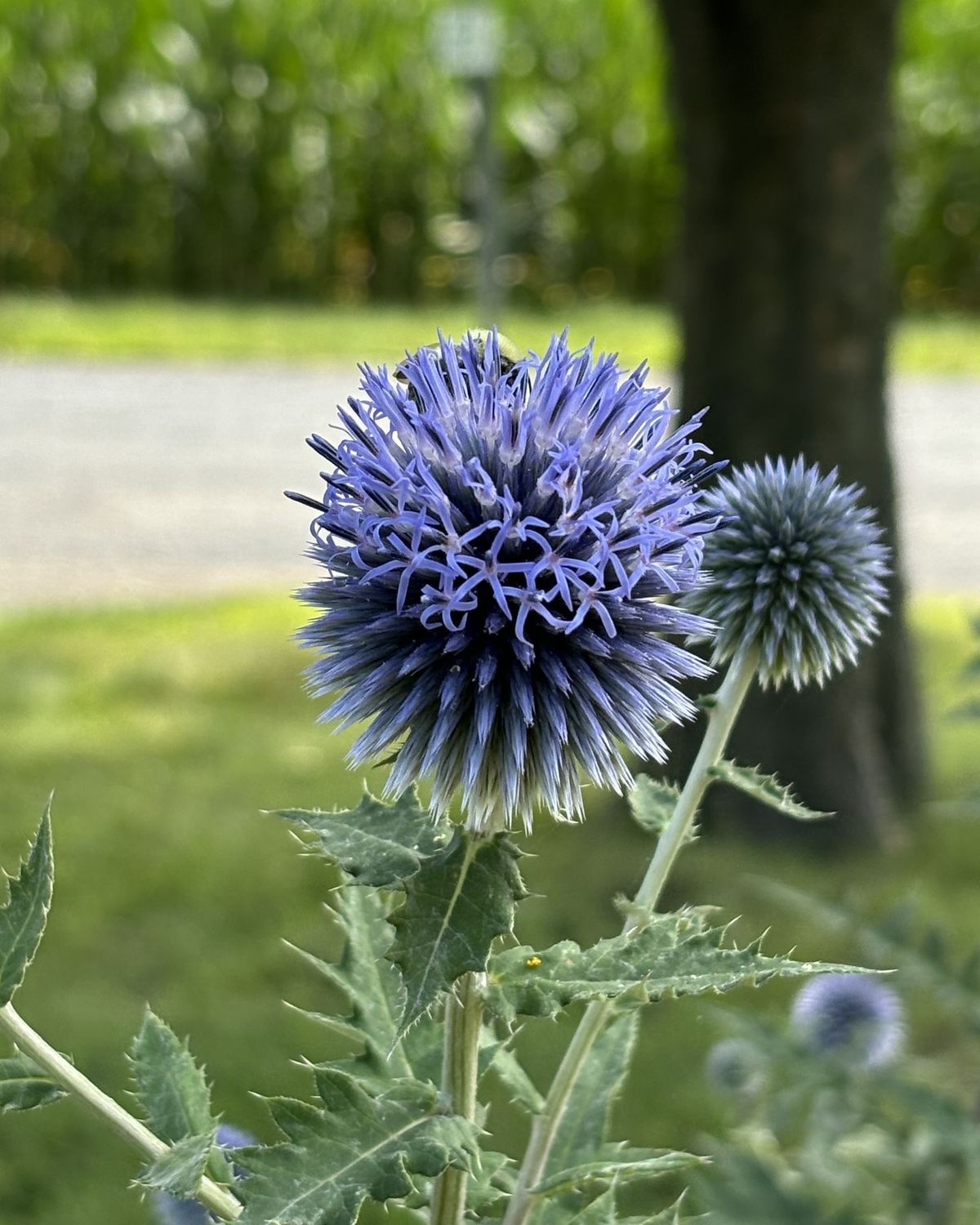 Echinops bannaticus 'Blue Glow'