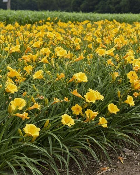 Hemerocallis 'Stella D'Oro'