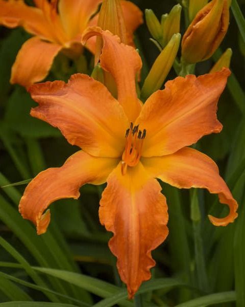 Hemerocallis Rainbow Rhythm® 'Primal Scream' PW