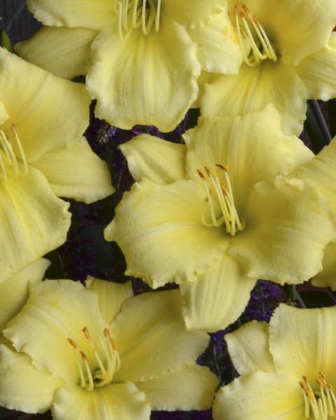 Hemerocallis 'Stella Supreme'
