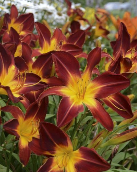 Hemerocallis Rainbow Rhythm® 'Ruby Spider' PW