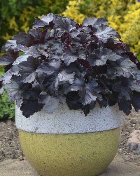 Heuchera Primo® 'Black Pearl' PW