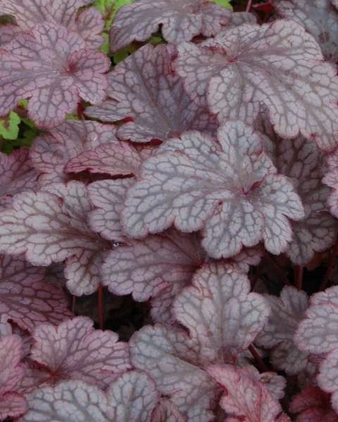 Heuchera 'Plum Pouding'